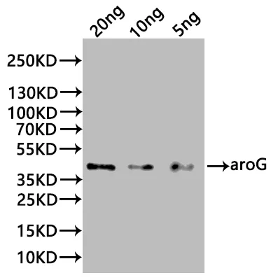 aroG Antibody - image 1