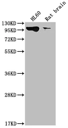 DNM2 Recombinant Monoclonal Antibody - image 1