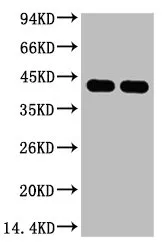 Plant actin Monoclonal Antibody - image 1