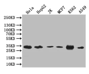 CASP3 Recombinant Monoclonal Antibody - image 1