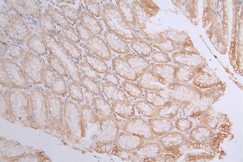 CASP3 Recombinant Monoclonal Antibody - image 2