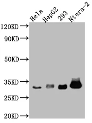 CASP3 Recombinant Monoclonal Antibody - image 1