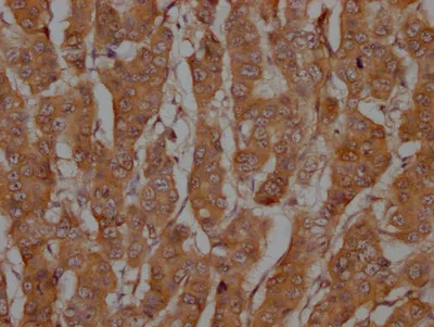 CASP3 Recombinant Monoclonal Antibody - image 2