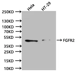 FGFR2 Recombinant Monoclonal Antibody - image 1