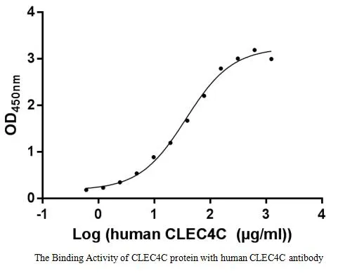 Recombinant Human C-type lectin domain family 4 member C (CLEC4C) , partial (Active) - image 1