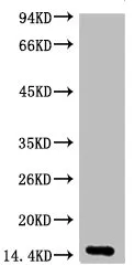 Histone H3 Monoclonal Antibody - image 1