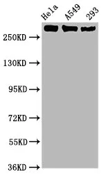 Phospho-POLR2A (S2) Recombinant Monoclonal Antibody - image 1