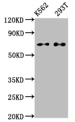 ATF2 Recombinant Monoclonal Antibody - image 1