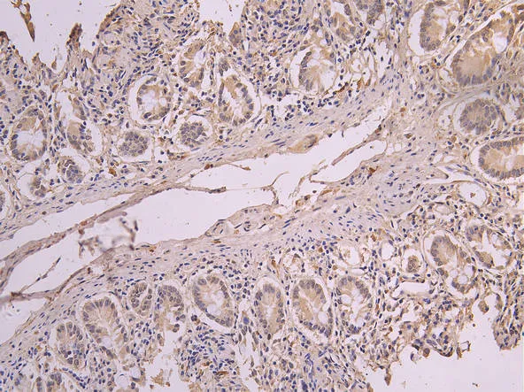 ERAL1 Recombinant Monoclonal Antibody - image 1