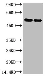 Rubisco (Large Chain) Monoclonal Antibody - image 1