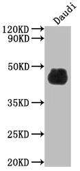 CD48 Recombinant Monoclonal Antibody - image 1