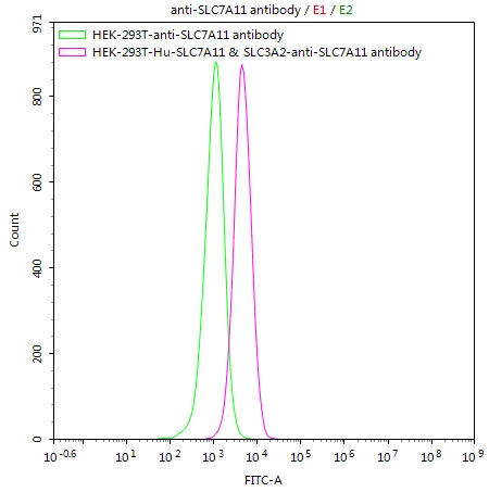 HEK293T/Human SLC7A11 & SLC3A2 Stable Cell Line - image 1