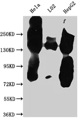 EGFR Recombinant Monoclonal Antibody - image 1