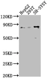 Uncharacterized protein Antibody - image 1
