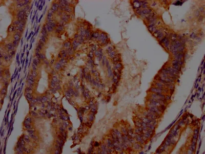 IDO1 Recombinant Monoclonal Antibody - image 1