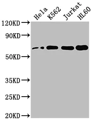 HDAC1 Recombinant Monoclonal Antibody - image 1