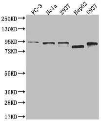 DBF4 Recombinant Monoclonal Antibody - image 1