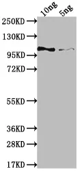 Genome polyprotein Antibody - image 1