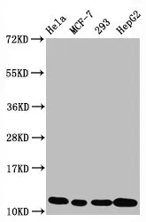 Acetyl-Histone H4 (K5) Recombinant Monoclonal Antibody - image 1