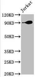 HSP90AA1 Recombinant Monoclonal Antibody - image 1
