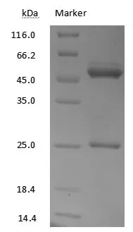 Eribulin Monoclonal Antibody - image 1