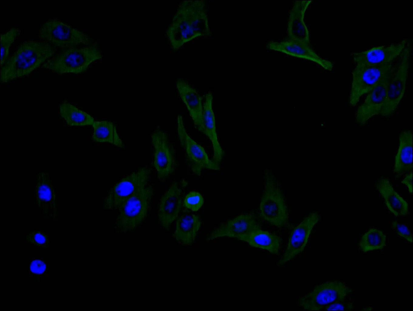ANPEP Recombinant Monoclonal Antibody - image 1