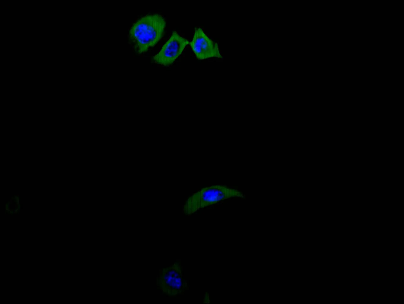 ANPEP Recombinant Monoclonal Antibody - image 2
