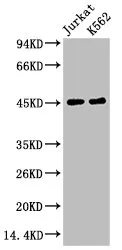 FCGR3A Monoclonal Antibody - image 1