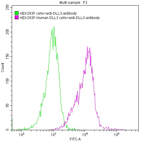 DLL3 Recombinant Monoclonal Antibody - image 1