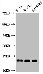 Mono-methyl-Histone H3.1 (R2) Recombinant Monoclonal Antibody - image 1