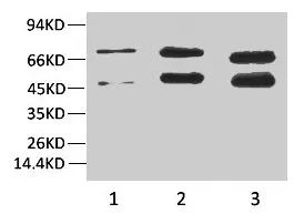 Phosphoserine Monoclonal Antibody - image 1