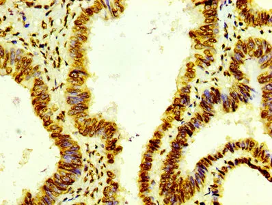 Histone H4 Recombinant Monoclonal Antibody - image 1