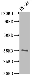 EPCAM Recombinant Monoclonal Antibody - image 1