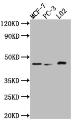 MAPK14 Recombinant Monoclonal Antibody - image 1