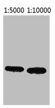 ECFP-Tag Monoclonal Antibody - image 1