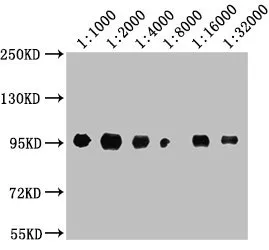 CD44 Monoclonal Antibody - image 2