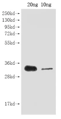 cas9 Antibody - image 1