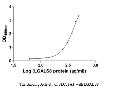 Recombinant Human High affinity copper uptake protein 1 (SLC31A1) (Active) - image 1