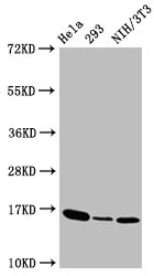 Phospho-Histone H3.3 (T3) Recombinant Monoclonal Antibody - image 1
