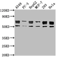 PD-L1 Monoclonal Antibody - image 1