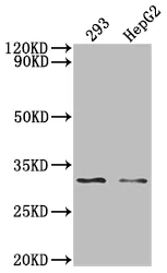 NDUFS3 Recombinant Monoclonal Antibody - image 1