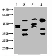 ERCC1 Monoclonal Antibody - image 1