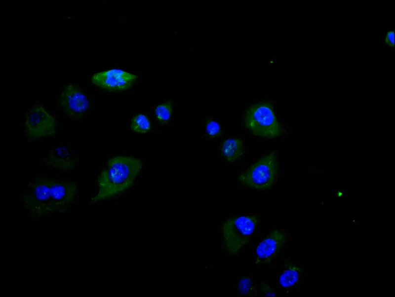 FCGR3A Recombinant Monoclonal Antibody - image 1