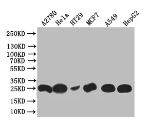 WFDC2 Recombinant Monoclonal Antibody - image 1