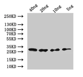 mes-2 Antibody - image 1