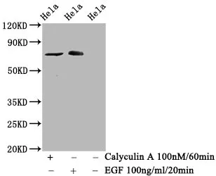 Phospho-RAF1 (S621) Recombinant Monoclonal Antibody - image 1