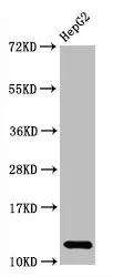 Histone H2A type 1-B/E Recombinant Monoclonal Antibody - image 1