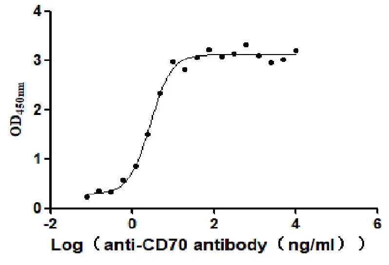 Recombinant Human CD70 antigen (CD70) , partial (Active) - image 1