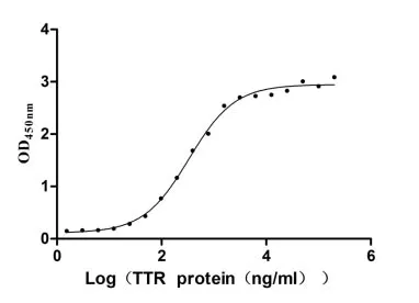 Recombinant Human Transthyretin (TTR) (Active) - image 1