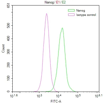 NANOG Recombinant Monoclonal Antibody - image 1